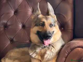 German Shepherd dogs German shepherd KC straight back bitch - Advert 8