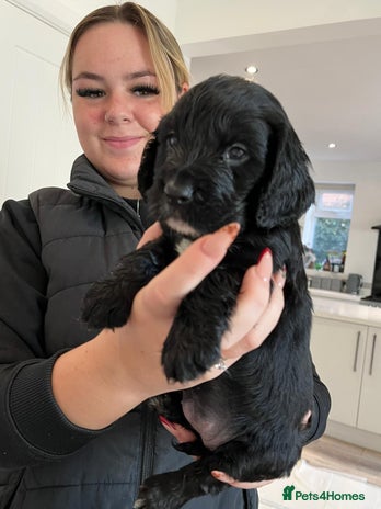 Cocker Spaniel dogs - Advert 7