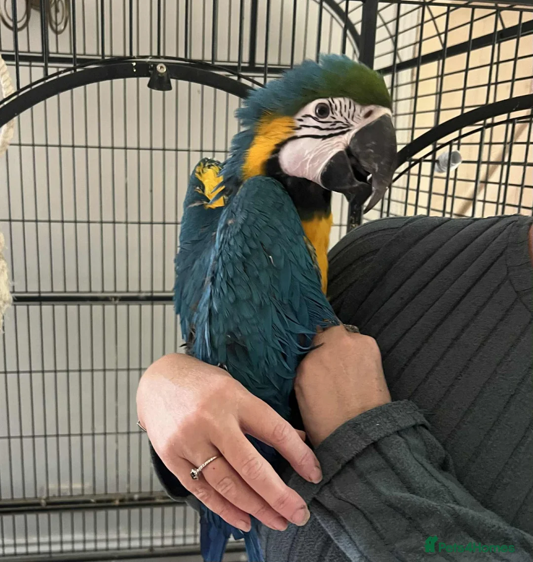 Parrots birds for sale: Blue and gold Macaw  - Advert 3