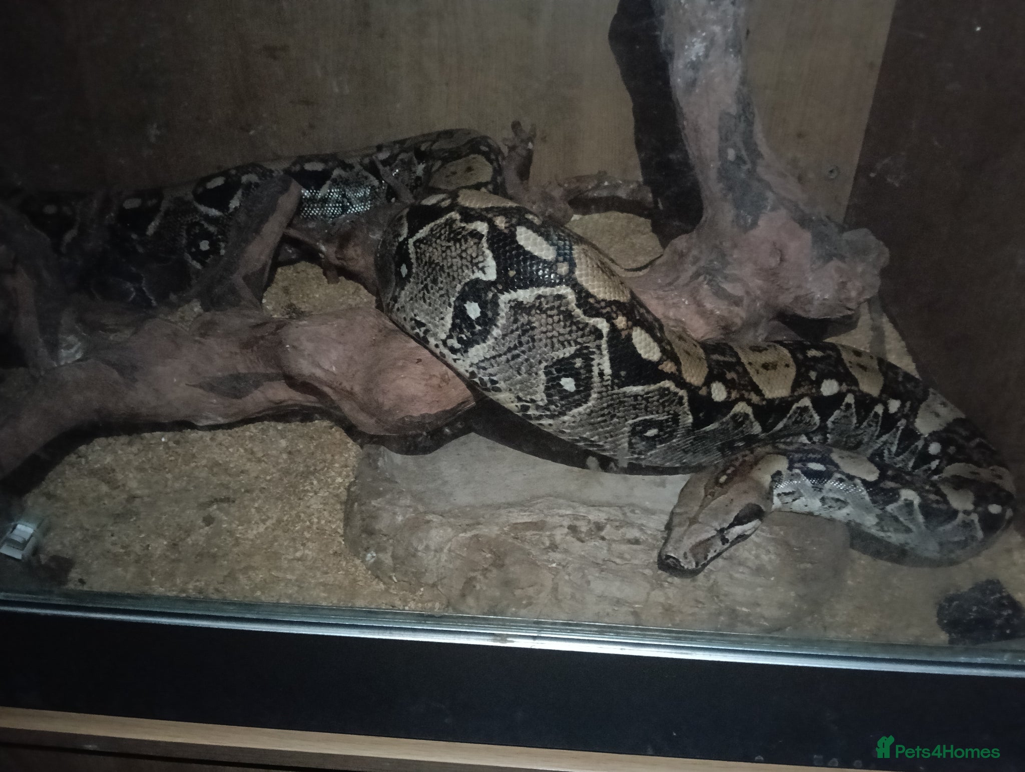 Boa Snake reptiles Adult Boa Imperator >2m - Advert 1