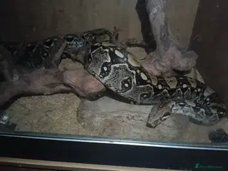 Boa Snake reptiles Adult Boa Imperator >2m - Advert 1