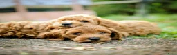 Cockapoo dogs for sale: Cockapoo pups ready to go  in Launceston - Advert 4