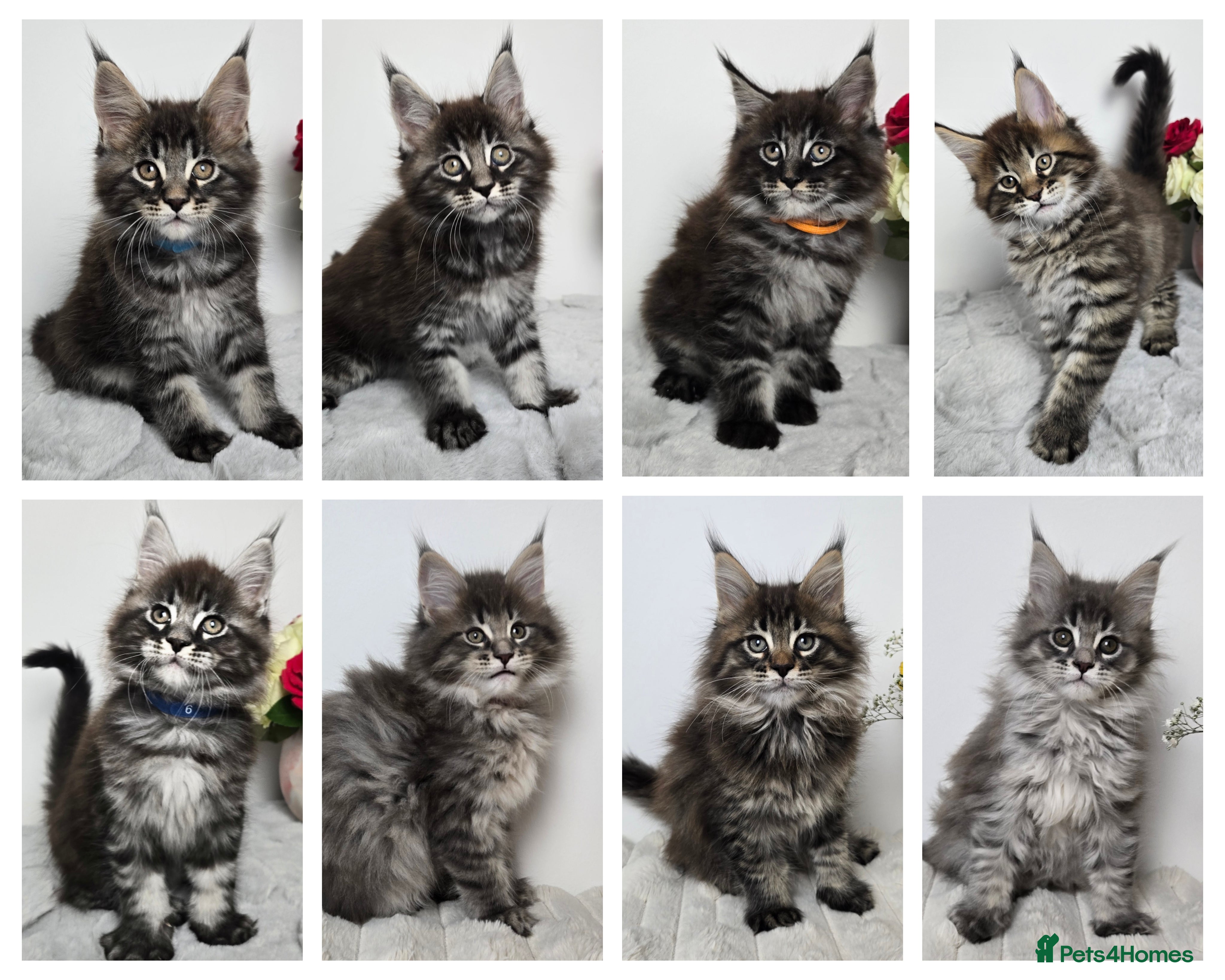 Maine Coon cats READY TO GO TICA registered maine coon kittens - Advert 7