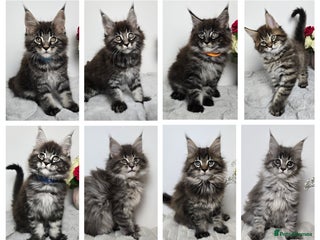 Maine Coon cats READY TO GO TICA registered maine coon kittens - Advert 7