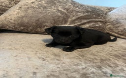 Mixed Breed dogs for sale: Jack Russel x Chow Chow Mix Puppies for Sale  - Image 19