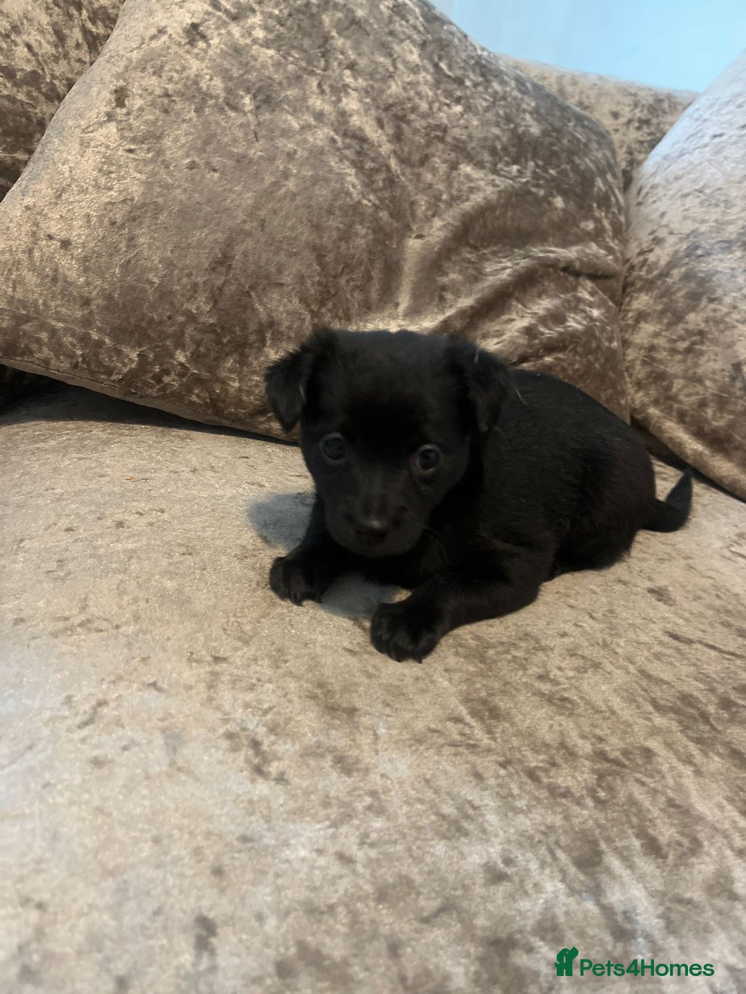 Mixed Breed dogs for sale: Jack Russel x Chow Chow Mix Puppies for Sale  - Image 19