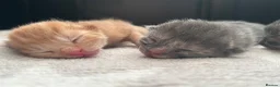 British Shorthair cats for sale: Stunning british short hair kittens 🐱  - Advert 9