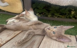 Siamese cats for sale: Siamese/oriental  - Image 10