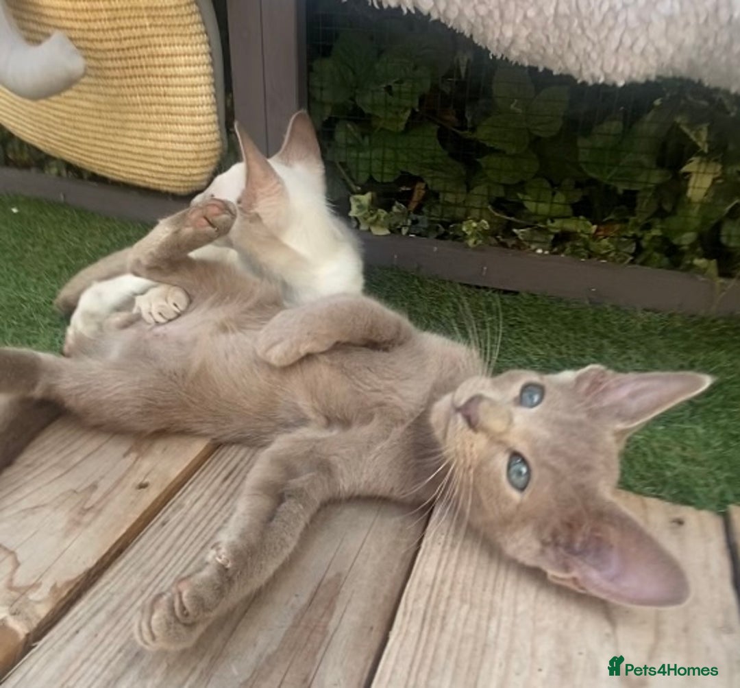 Siamese cats for sale: Siamese/oriental  - Image 10