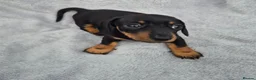 Miniature Dachshund dogs for sale: Stunning KC Reg, PRA Clear dachshund pupies - Advert 17
