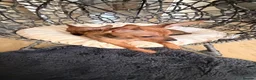 Russian Toy Terrier dogs for sale: Russian Toy Terrier - Advert 19