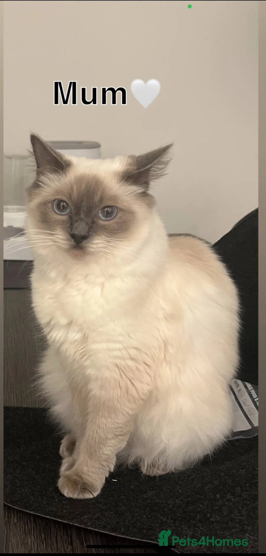 Ragdoll cats for sale: 🩷1 gorgeous bluepoint ragdoll girl left!!🩷 - Advert 2