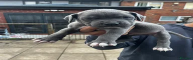 Cane Corso 2