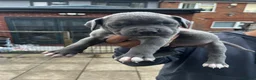 Cane Corso dogs for sale: DeBella Cane Corso Pups - Advert 19