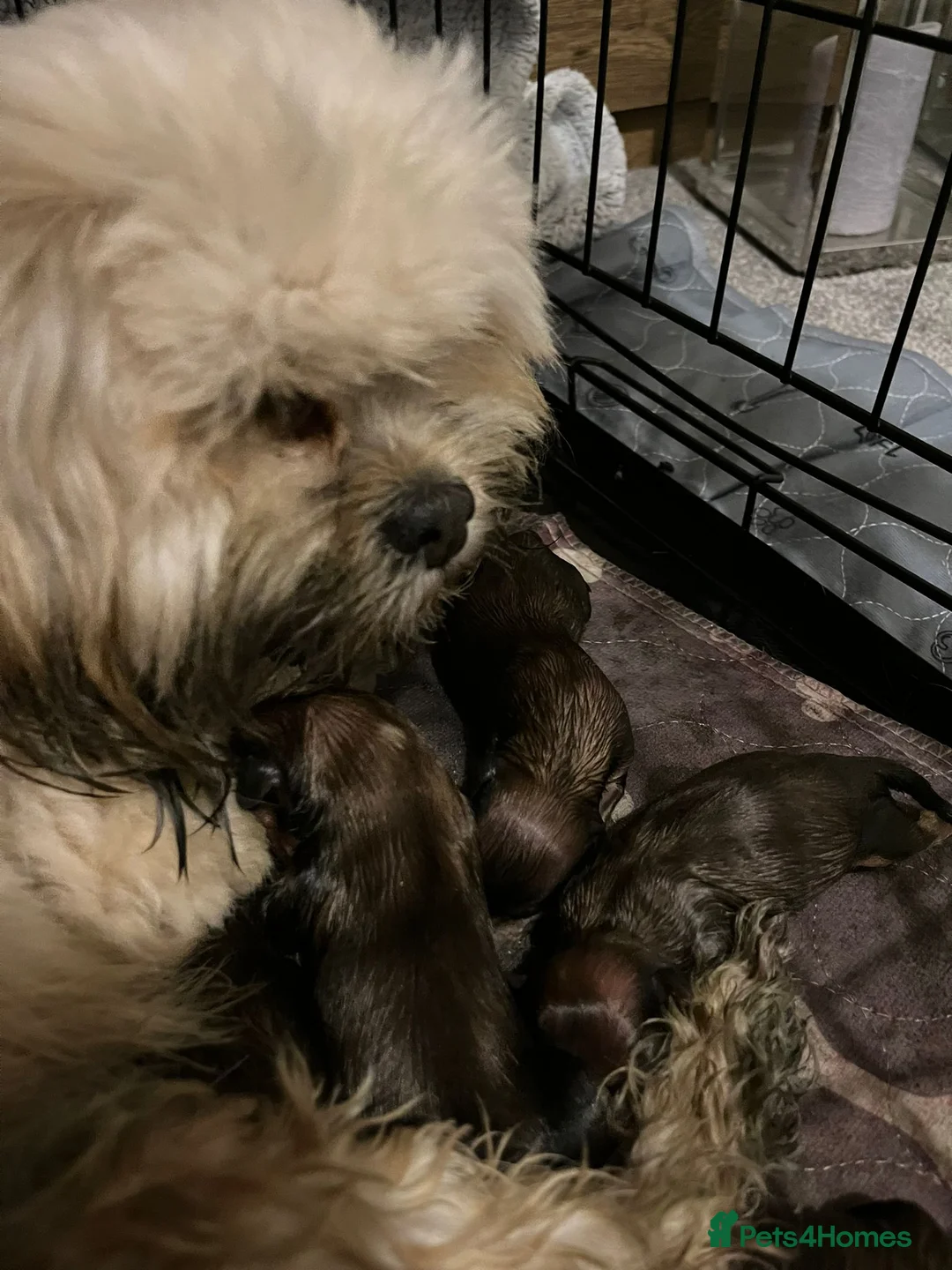 Lhasa Apso dogs for stud: Gorgeous proven pedigree Lhasa Apso for stud in Pontefract - Advert 14