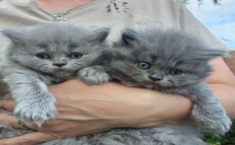 British Longhair cats - Advert 1