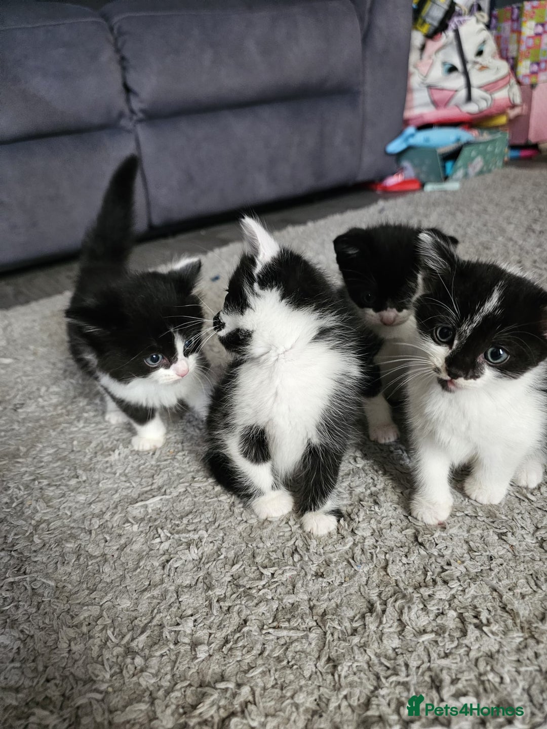 Mixed Breed cats for sale: Mixed breed kittens  - Image 4