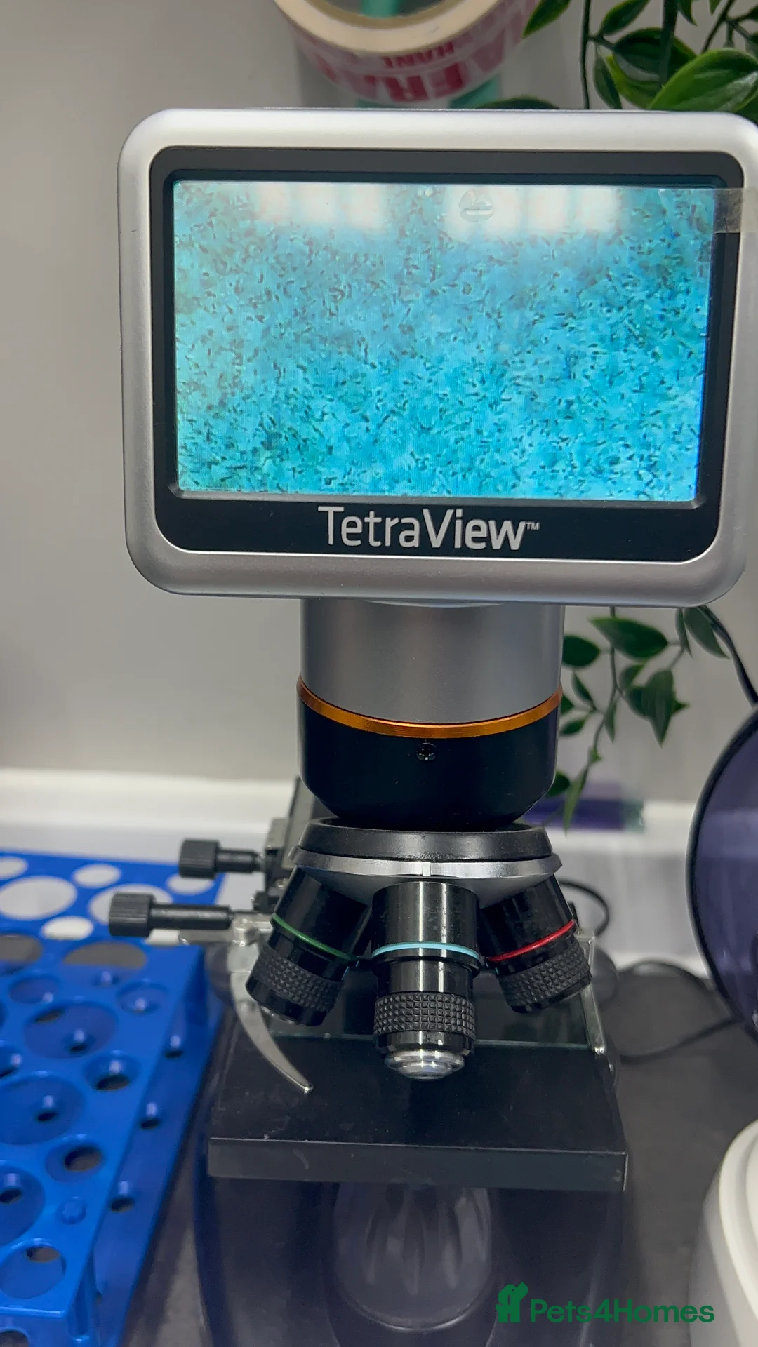 Labrador Retriever dogs for stud: Pedigree Health tested Fox Red Labrador for stud  in Wolverhampton - Advert 22