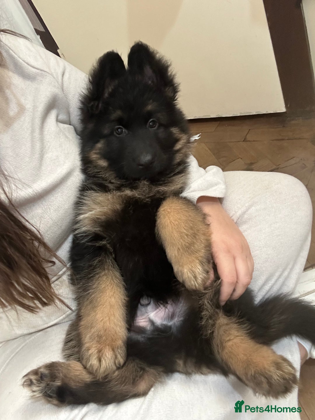 German Shepherd dogs for sale: BIG BONDED, LONG HAIRED GSD PUPPYS  - Advert 27