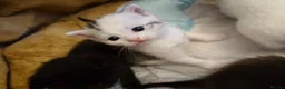 Mixed Breed cats for sale: British shorthair mixed kittens.  - Advert 14
