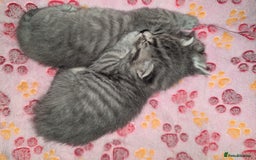 Mixed Breed cats for sale: Beautiful grey silver grey tabby kittens - Image 7