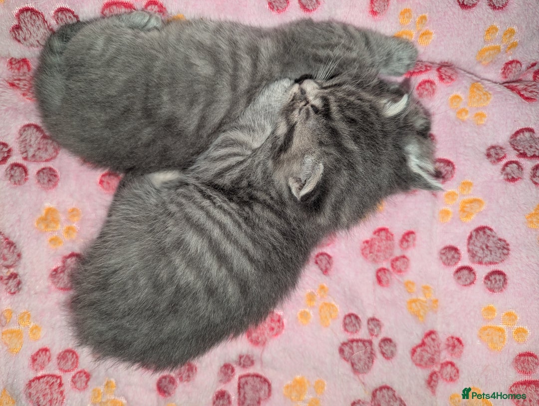 Mixed Breed cats for sale: Beautiful grey silver grey tabby kittens - Image 7