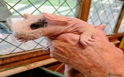 Guinea Pig rodents for sale: Young Skinny Pigs - Image 1