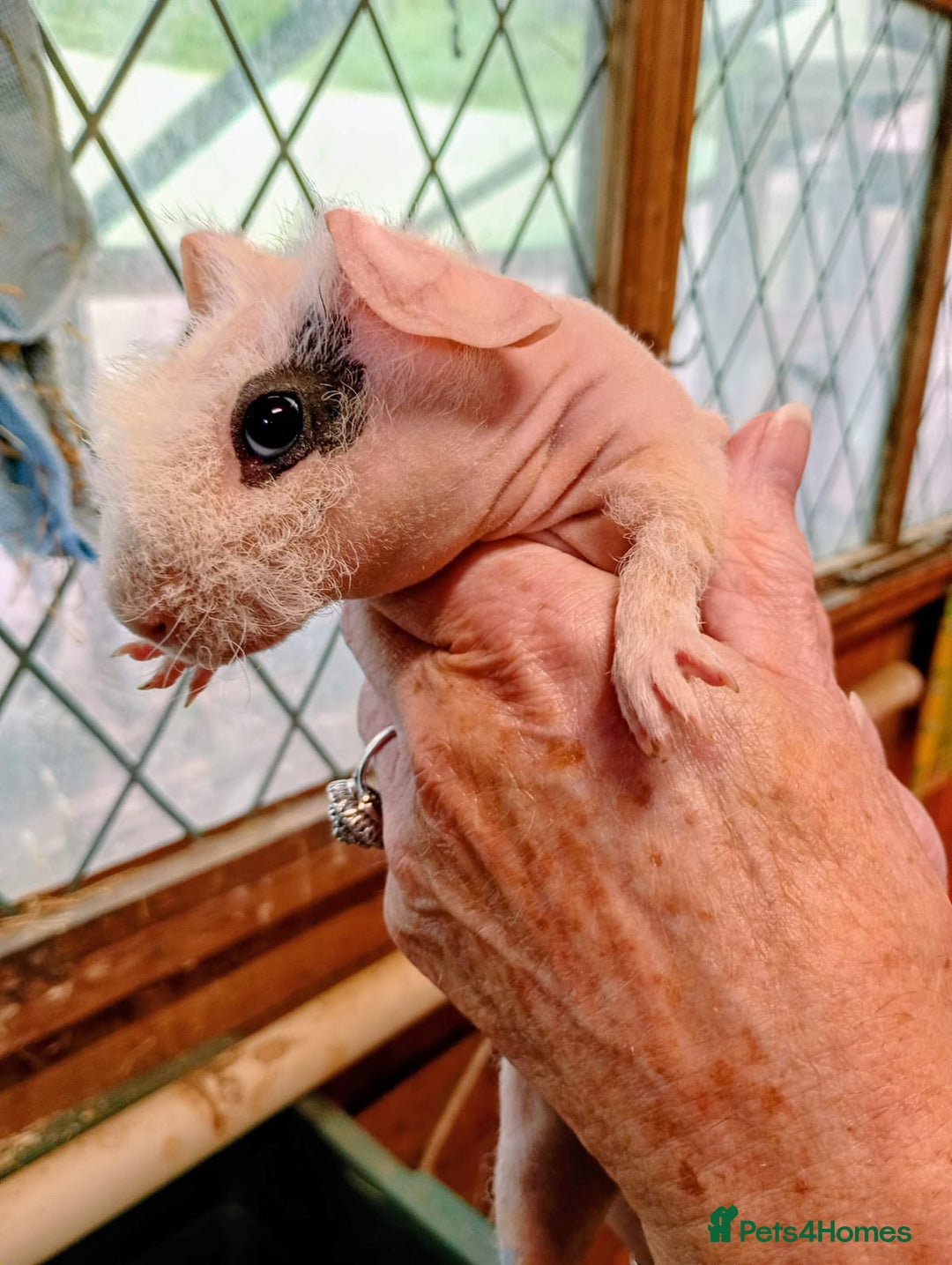 Guinea Pig rodents for sale: Young Skinny Pigs - Image 1
