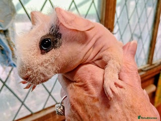 Guinea Pig rodents Young Skinny Pigs - Advert 12