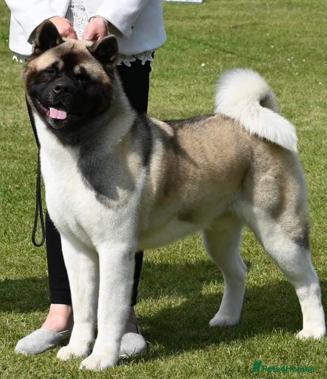 Akita dogs for sale: KC registered Akita puppies - Image 2