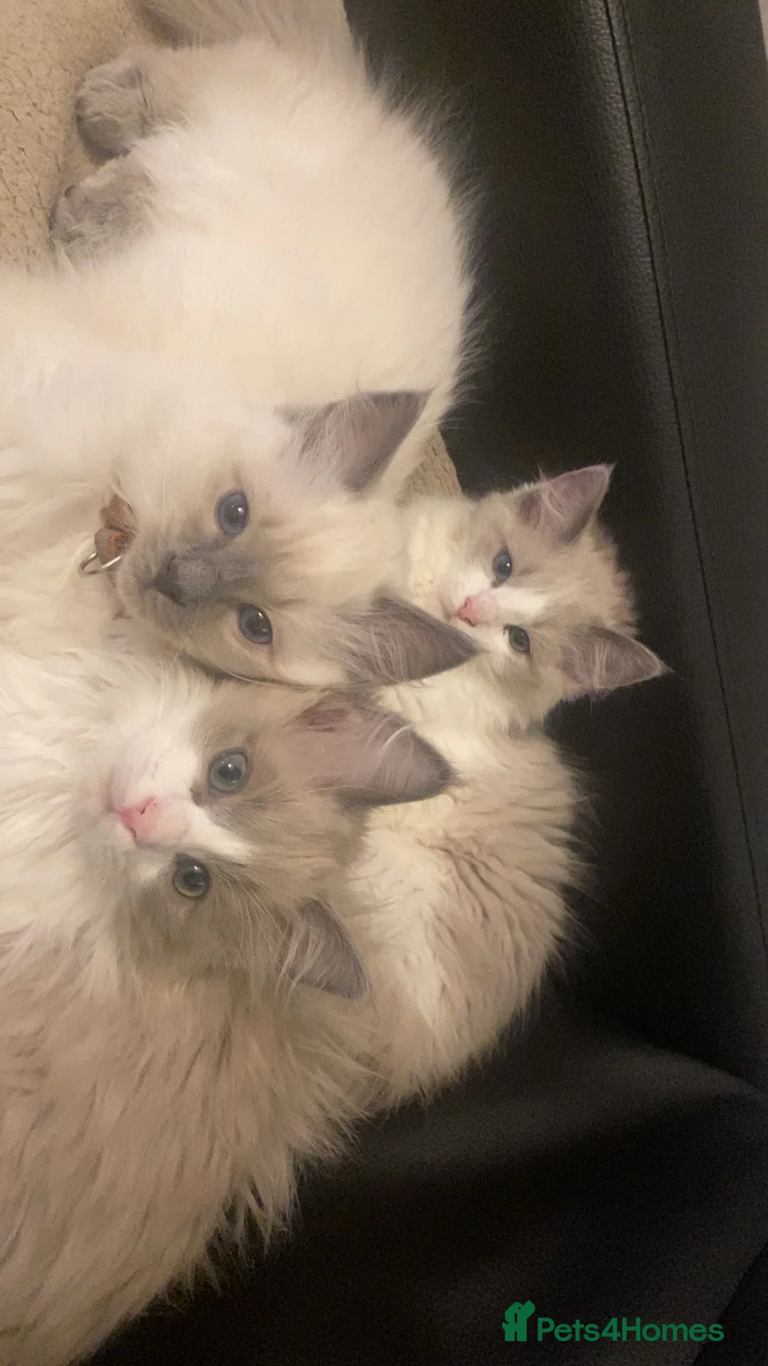 Ragdoll cats for sale: Six Ragdoll Kittens For Sale  - Advert 2