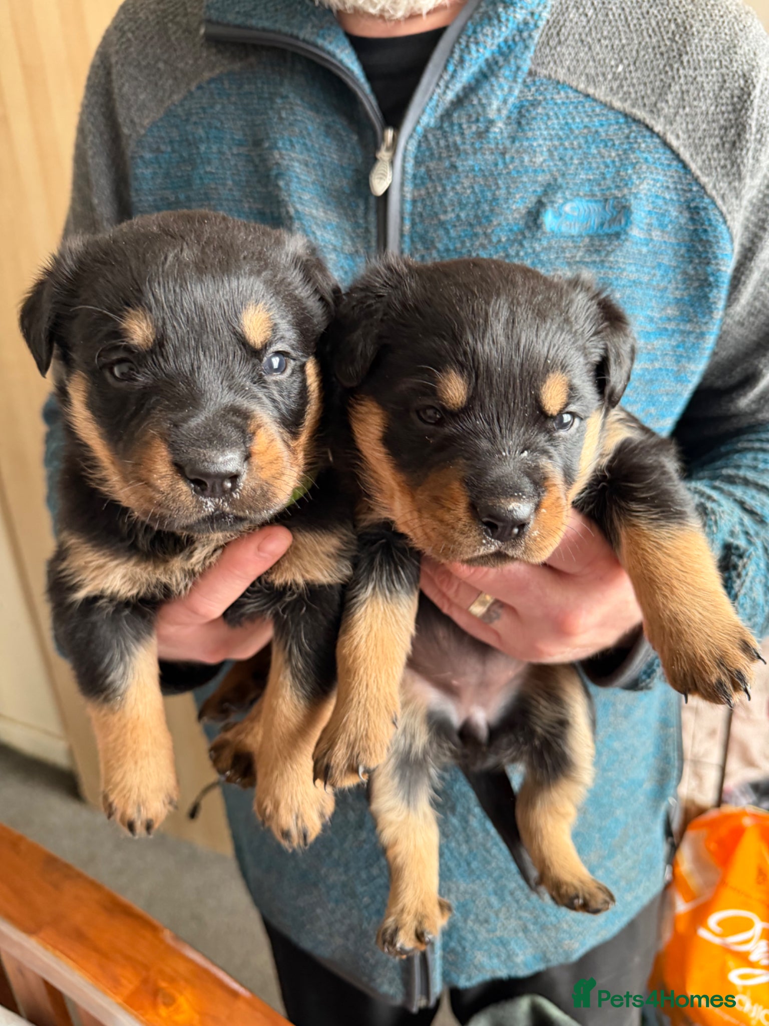 Rottweiler dogs Last 2 Beautiful big Rottweiler pups (Girls) - Advert 4
