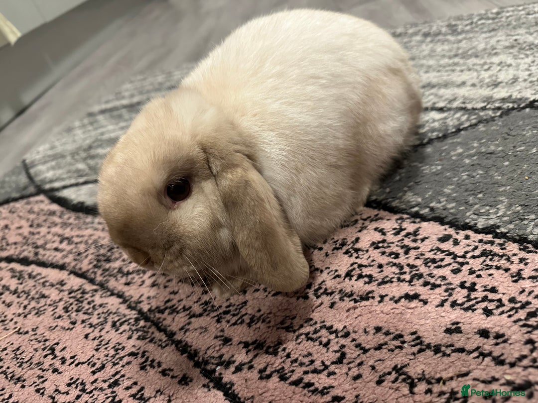 Mini Lop rabbits for sale: Mini lop boy for sale  - Advert 3