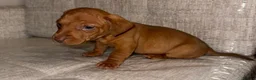 Mixed Breed dogs for sale: Daschund X puppies  - Advert 5