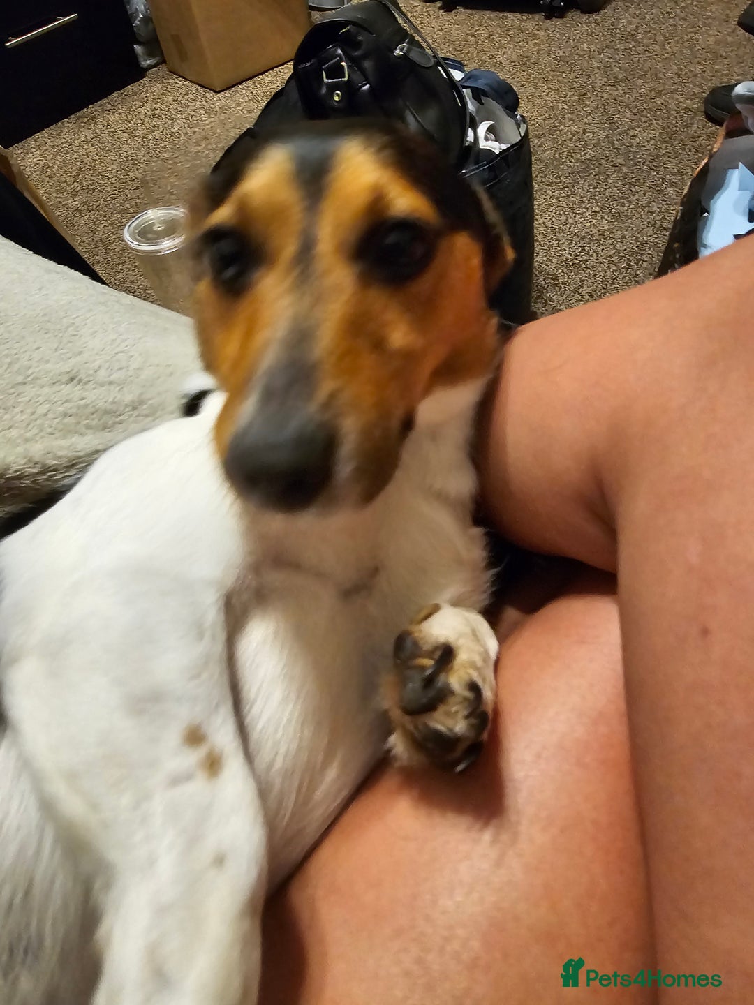 Jack Russell dogs for sale: Shiloh - Image 1