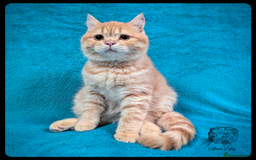 Scottish Fold cats for sale: TICA Registered Scottish kittens - Image 32