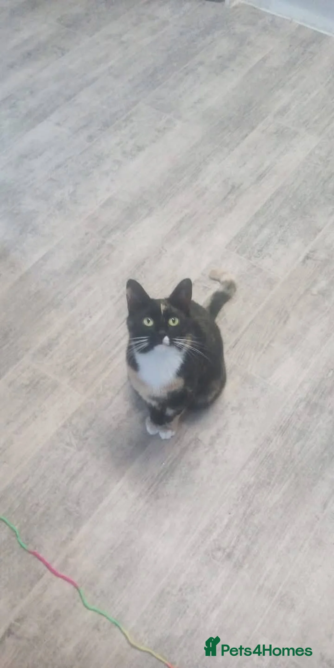 Mixed Breed cats for sale: 3 gorgeous girls  - Advert 3