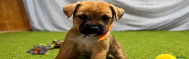 Mixed Breed 3