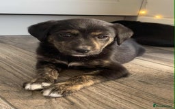 Borador dogs for sale: Borador puppies ready for new homes - Image 7