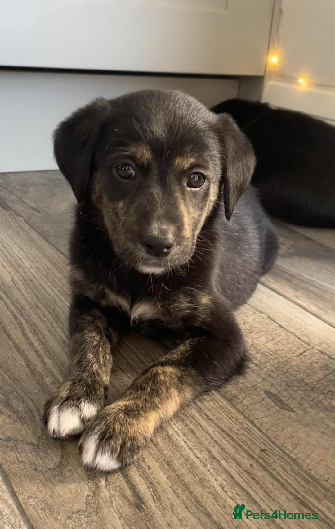 Borador dogs for sale: Borador puppies ready for new homes - Image 7