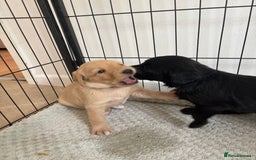 Labradoodle dogs for sale: 2 boys and 2 females - Image 13