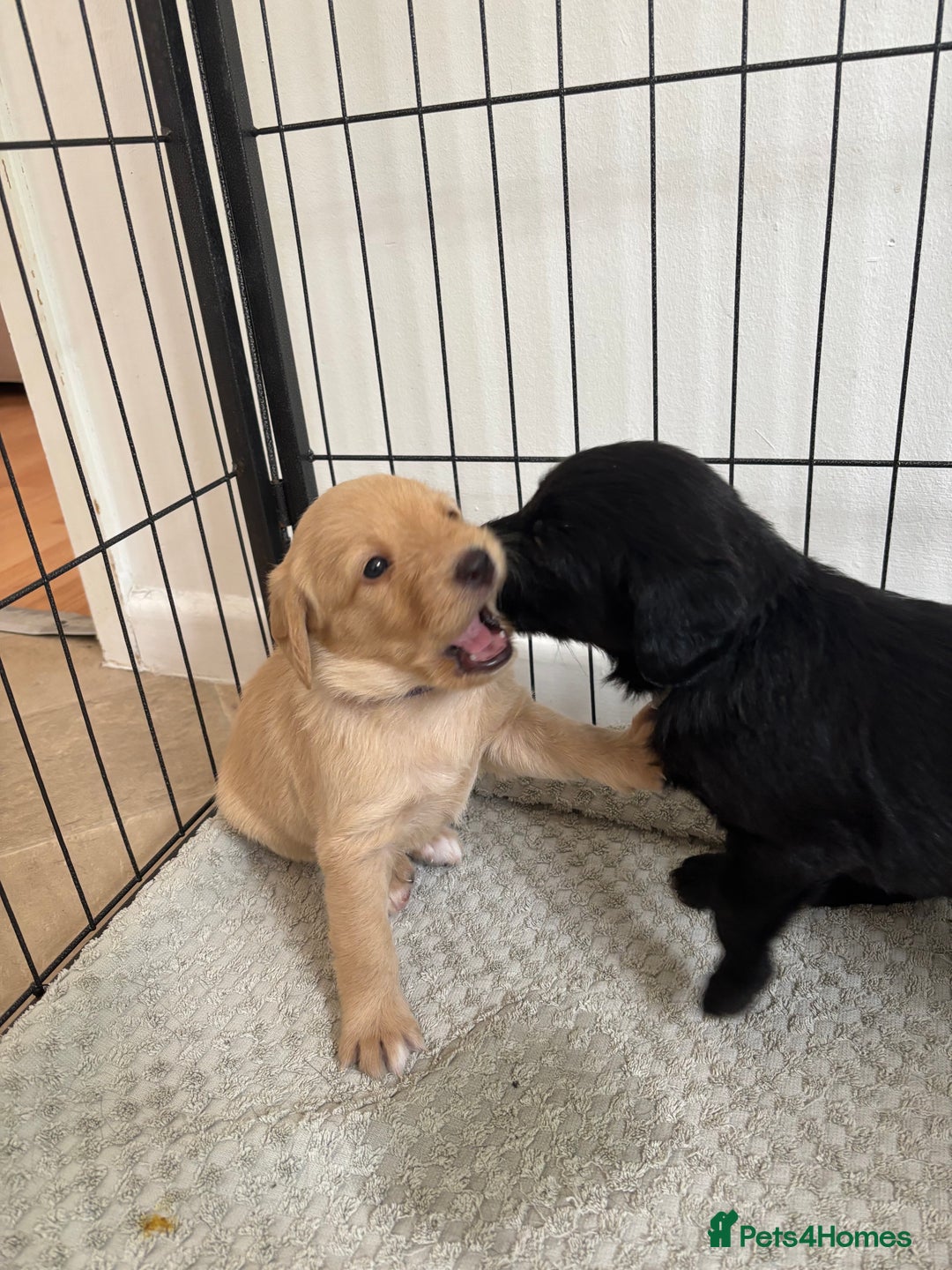 Labradoodle dogs for sale: 2 boys and 2 females - Image 13