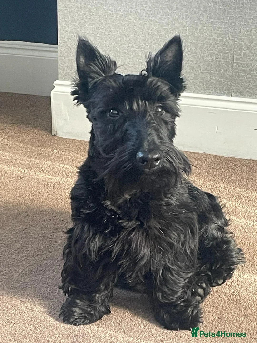 Scottish Terrier dogs for stud: Scottish terrier for STUD in Doncaster - Advert 4