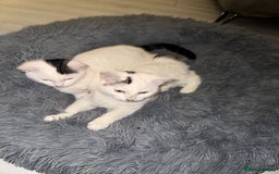 Domestic Shorthair cats for sale: Snow White sisters ❄️🥰 - Image 8