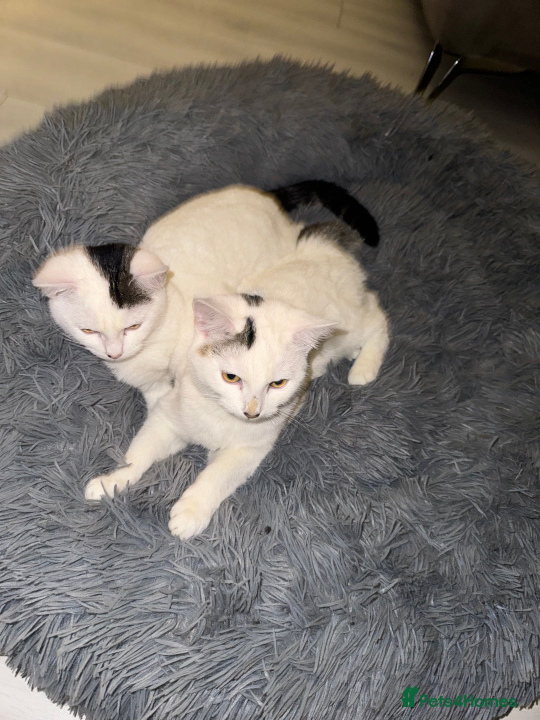 Domestic Shorthair cats for sale: Snow White sisters ❄️🥰 - Image 8