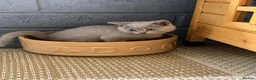 British Shorthair cats for sale: Pure british short hairs - Advert 6