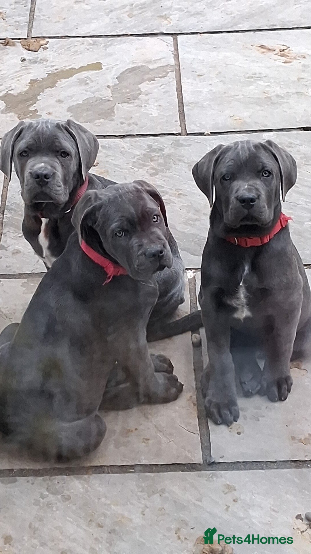 Cane Corso dogs Cane Corso puppies looking for their forever homes - Advert 4