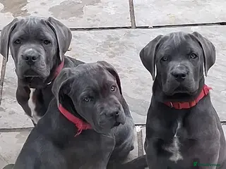 Cane Corso dogs Cane Corso puppies looking for their forever homes - Advert 4