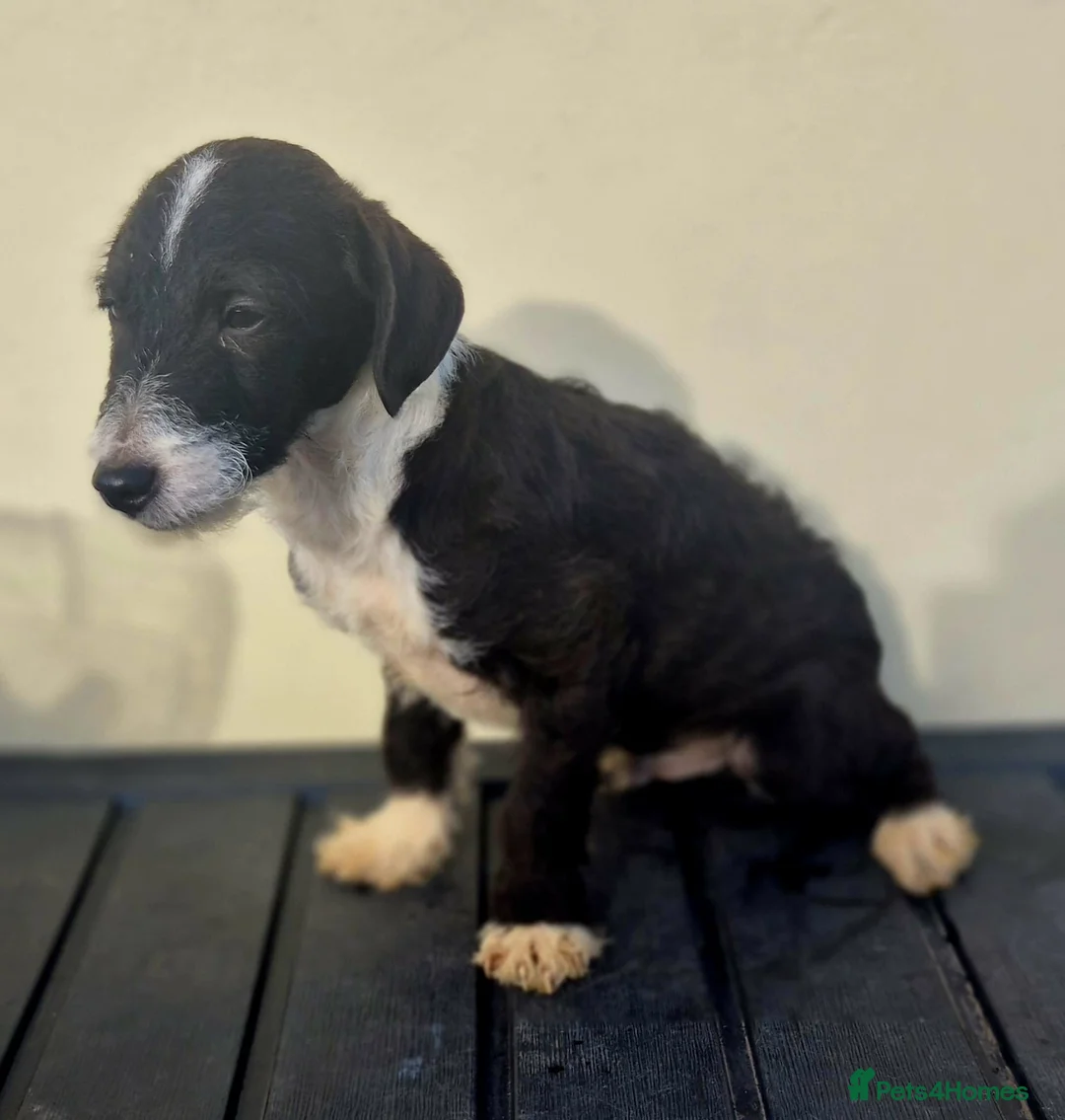 Jackapoo dogs for sale: Beautiful jackapoo puppies - Advert 6