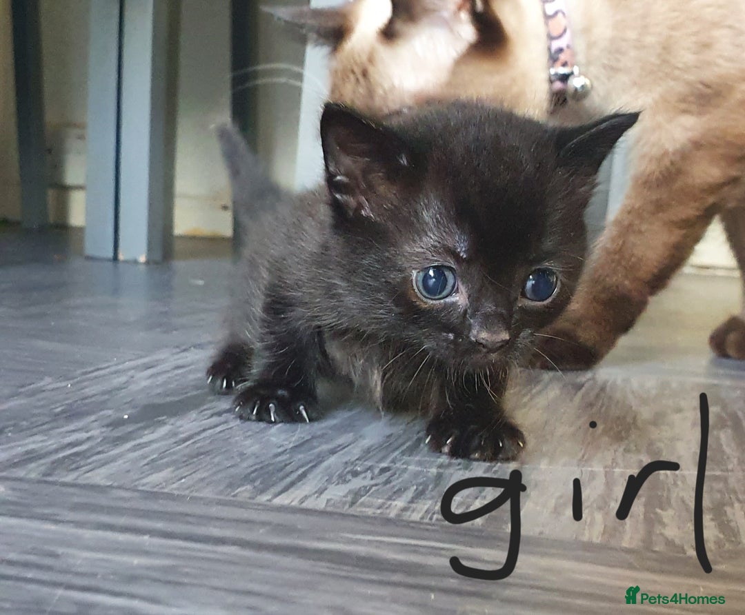 Tonkinese cats for sale: Beautiful tonkinese kittens  - Advert 11